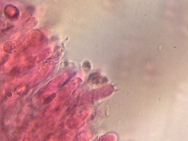 uscita con Zico e Luigi